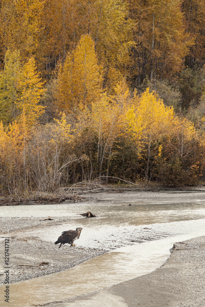 Fototapeta premium Immature Eagle in Fall