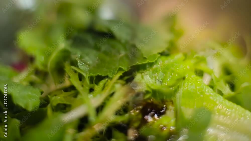lettuce with sauce close up. lettuce with sauce close up.