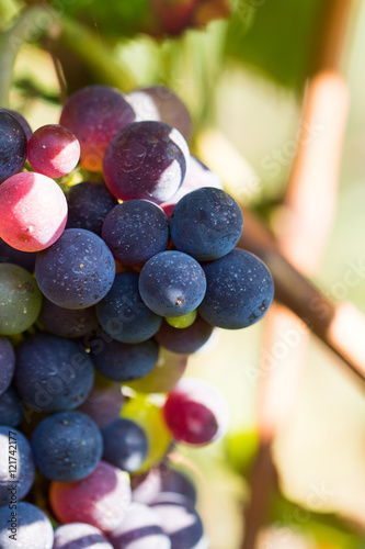 Wein Trauben Rot im Sonnenlicht photo