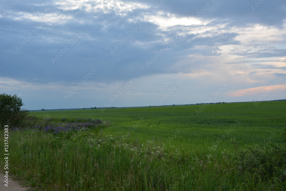 Fototapeta premium beautiful spring landscape: green field of grain, flowers lupine against the blue sky with clouds
