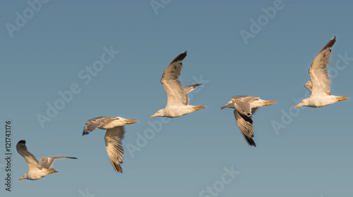 seagulls flying 