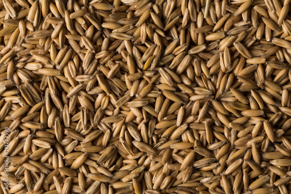 natural oat grains background, closeup