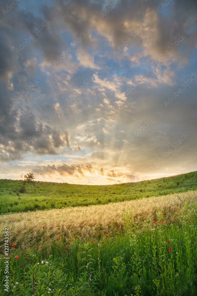 Obraz premium sunset over field with green grass