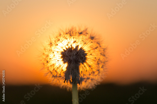 Dandelions in meadow at red sunset