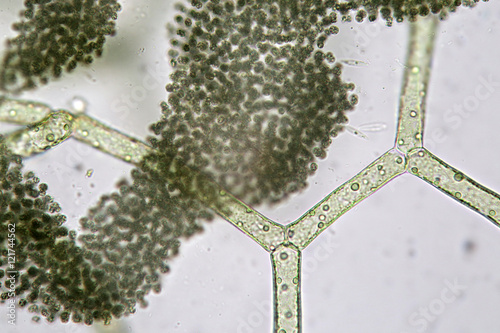 Hydrodictyon reticulatum and group of cyanobacteria. Super Macro