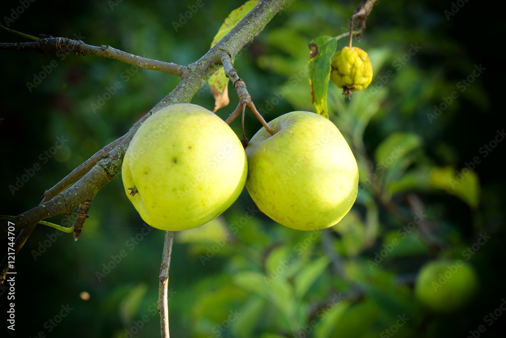 beautiful green apples on a tree beautiful green apples on a tree