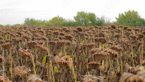 фотографія A dried sunflower on a field in autumn