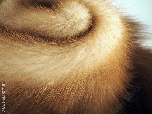 fluffy fur  furs