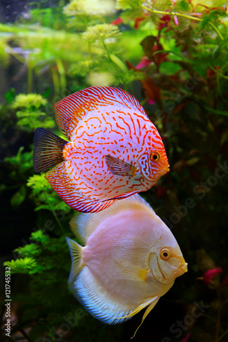 Discus (Symphysodon), multi-colored cichlid in the aquarium, the freshwater fish native to the Amazon River basin