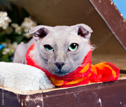 Portrait of naked lop-eared cat breed Ukrainian Levkoy in red sc photo