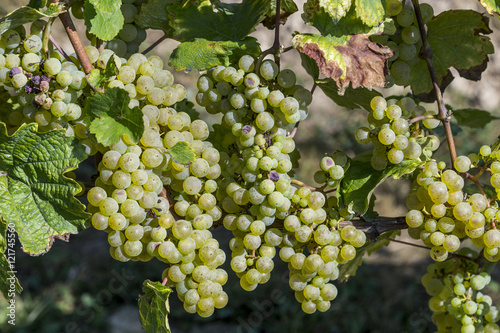 Wallpaper Mural bunch of green grapes on grapevine right before harvest Torontodigital.ca