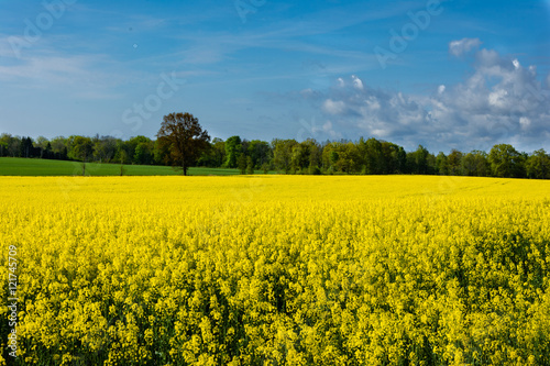 Field in spring © ahagman