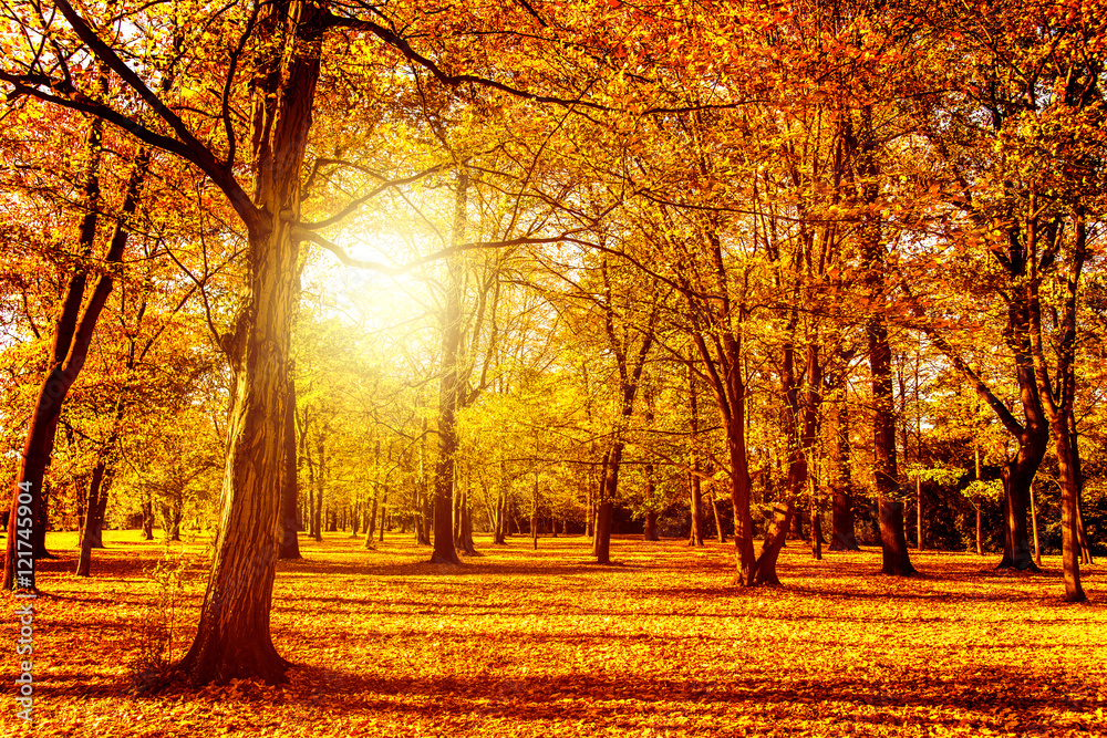 Fototapeta premium herbst landschaft park 