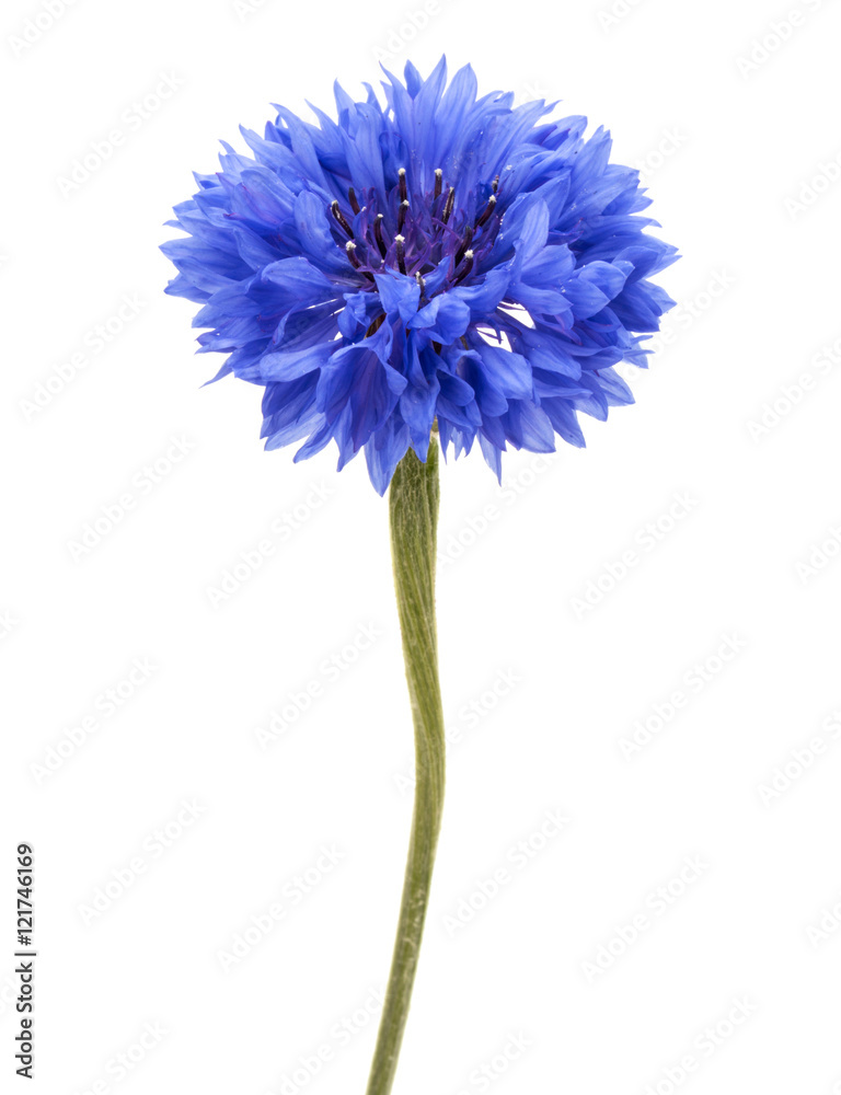 Blue Cornflower Herb or bachelor button flower head isolated on