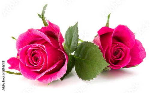pink rose flower head isolated on white background cutout