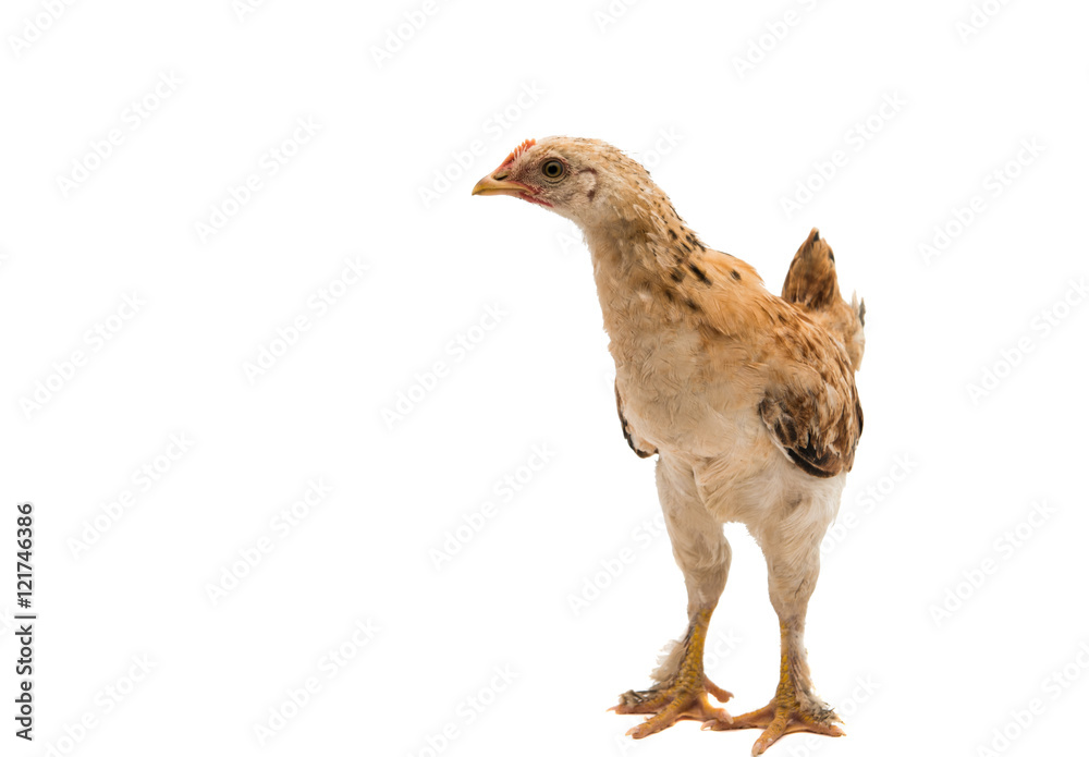 Fototapeta premium chicken