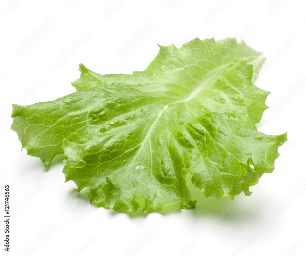 Fresh lettuce salad leaf isolated on white background cutout Fresh lettuce salad leaf isolated on white background cutout