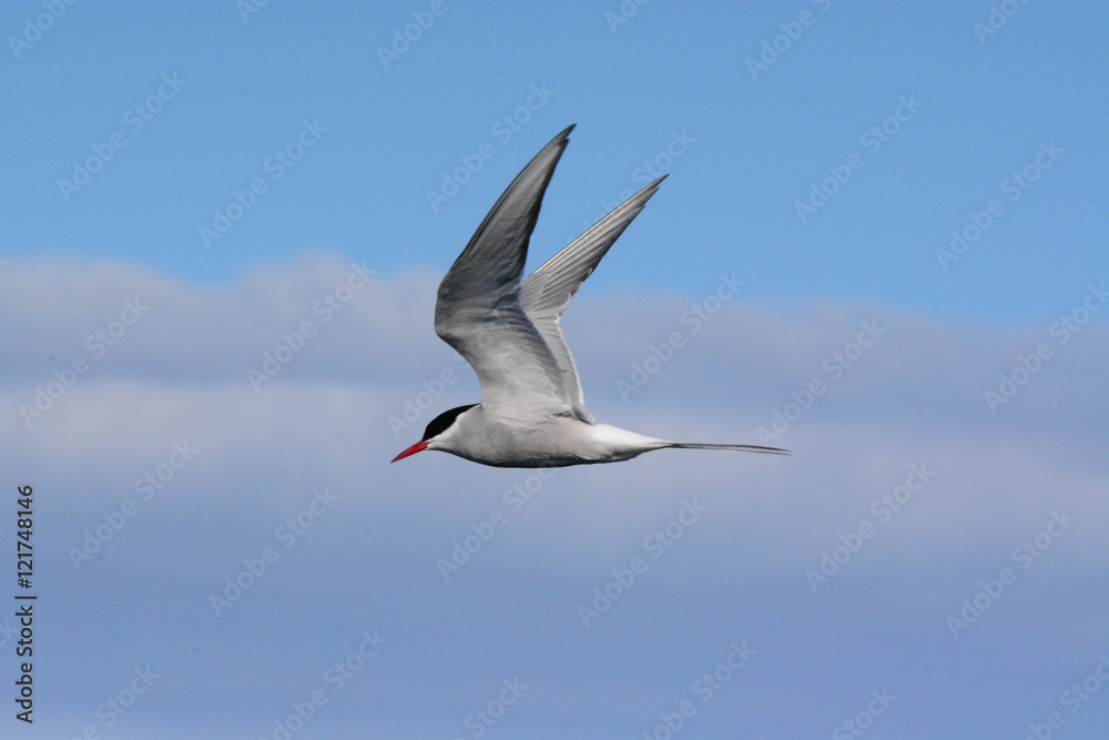 Arctic tern flying