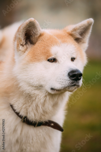 Akita Dog or Akita Inu, Japanese Akita Outdoor. Close Up