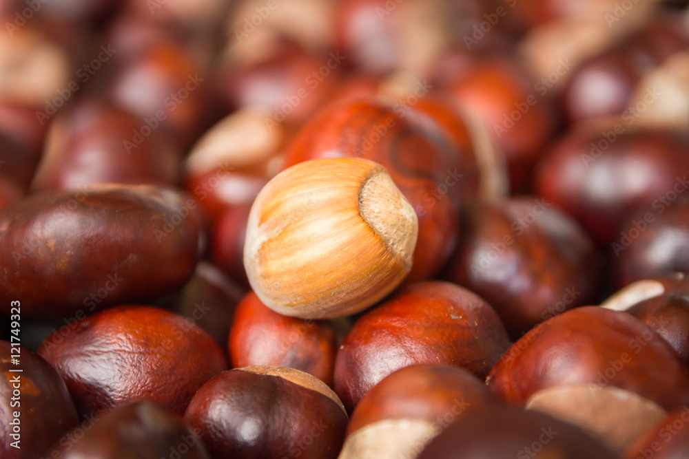 Chestnut harvest, spread out to dry.
One hazelnut in the middle. Chestnut harvest, spread out to dry.
One hazelnut in the middle.