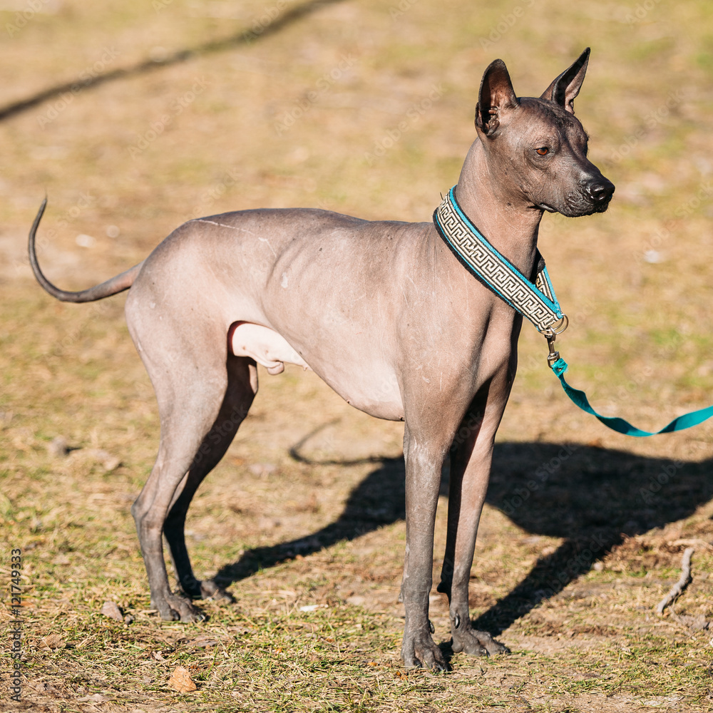 Mexican Hairless Dog Xoloitzcuintli or Xolo Mexican Hairless Dog Xoloitzcuintli or Xolo