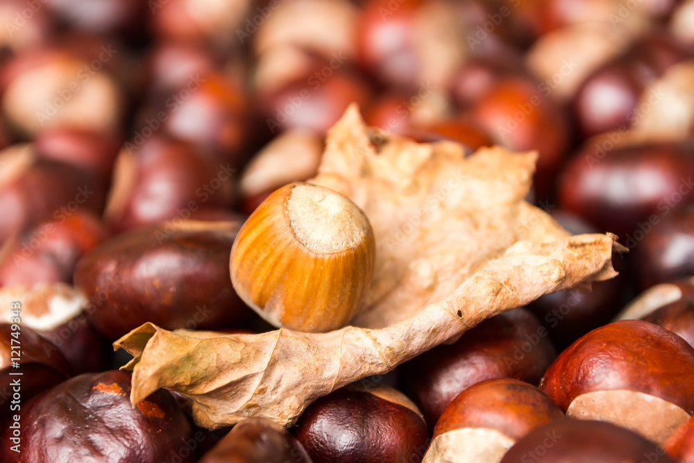 Chestnut harvest, spread out to dry.
One hazelnut on a leaf in the middle. Chestnut harvest, spread out to dry.
One hazelnut on a leaf in the middle.