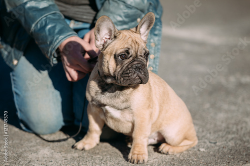 Red Funny Lovely French Bulldog Dog In Park Outdoor © Grigory Bruev