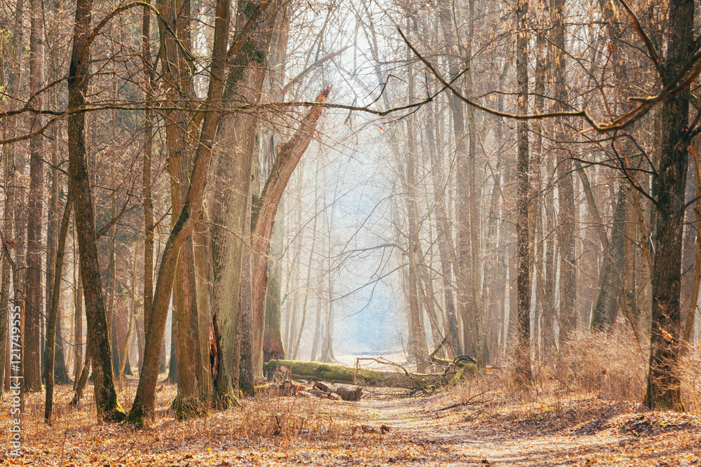 Obraz premium Countryside Road Lane Path Walkway Through Oak Autumn Forest
