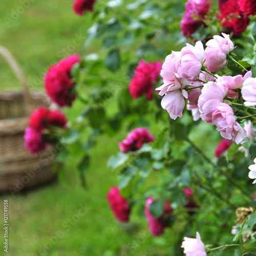 Cueillette de rose 