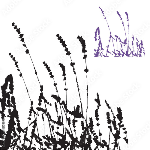 Fototapeta Naklejka Na Ścianę i Meble -  Lavender backgound