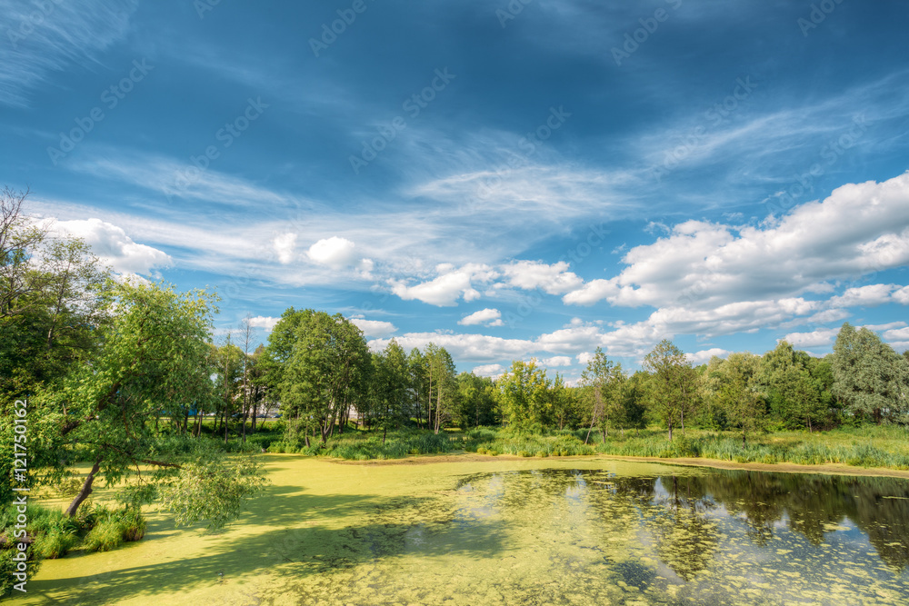 Obraz premium Scenic View Of Summer Sunny Forest Woods And Wild Bog. Nature. N