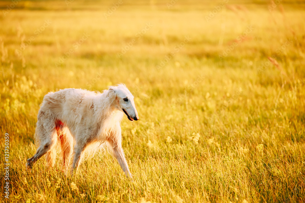 White Russian Dog, Borzoi Walking Running In Summer Sunset Sunrise White Russian Dog, Borzoi Walking Running In Summer Sunset Sunrise