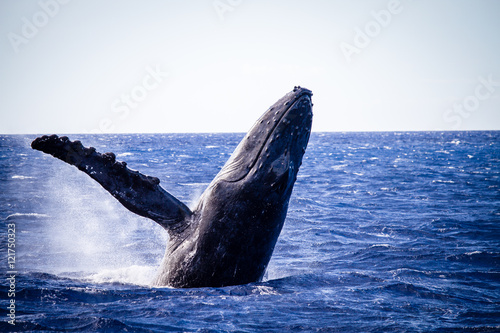 Humpback Whale Breaching Hawaii