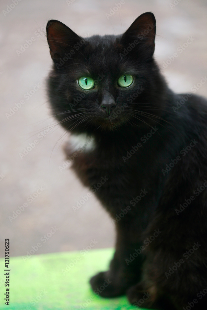 black cat with green eyes