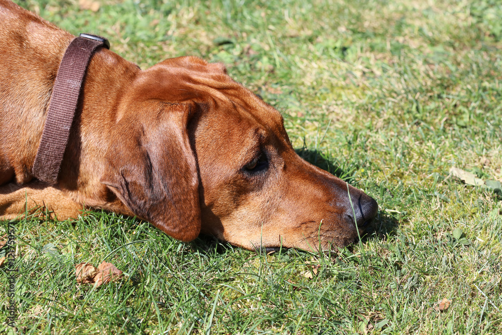 Rhodesian Ridgeback 