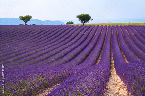 Fototapeta Naklejka Na Ścianę i Meble -  Lavender field  near Valensole.France