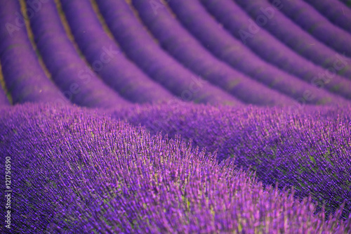 Fototapeta Naklejka Na Ścianę i Meble -  Lavender field  near Valensole.France
