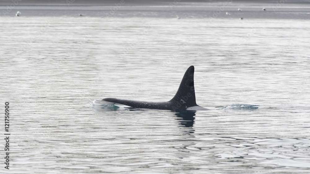 Fototapeta premium Orca, Iceland