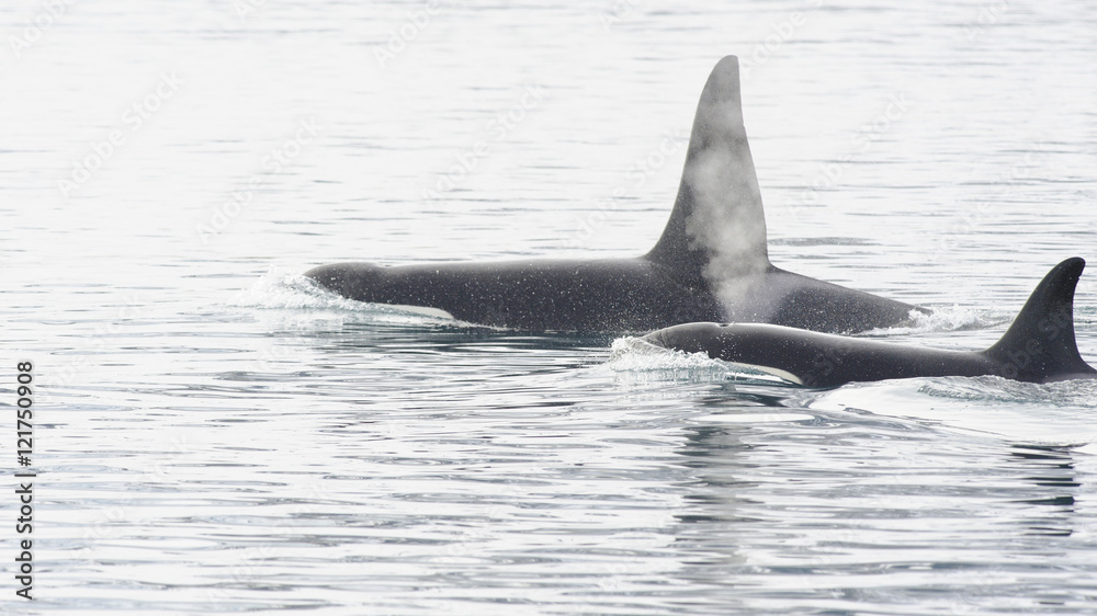 Fototapeta premium Pod of Orcas, Iceland