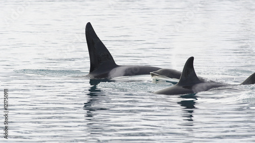 Pod of Orcas, Iceland © Eric Middelkoop