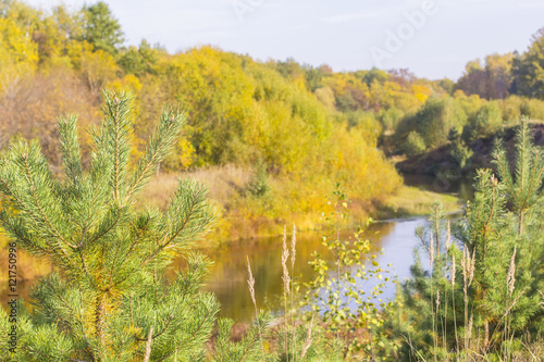 Fototapeta Naklejka Na Ścianę i Meble -  background autumn landscape panorama yellow mixed forest above the forest river