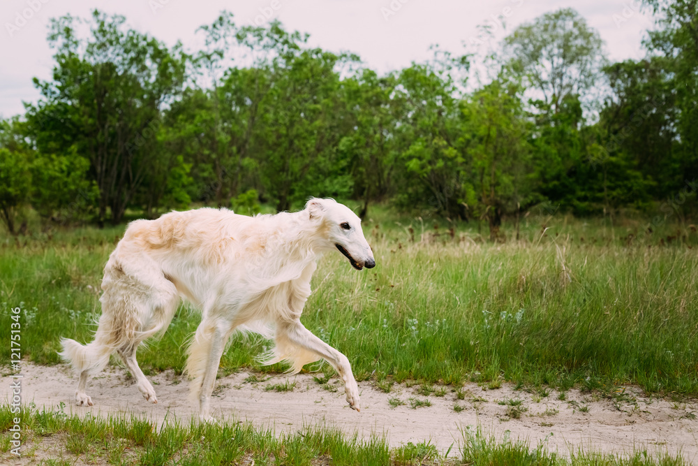White Russian Borzoi hunting in autumn forest. White Russian Borzoi hunting in autumn forest.