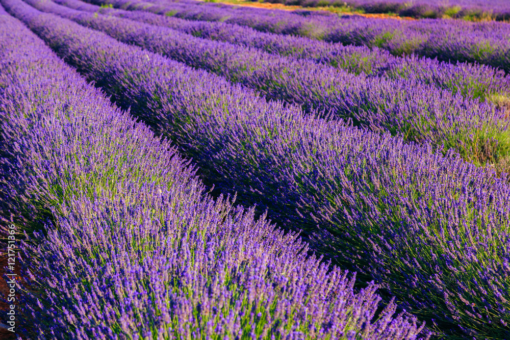 Fototapeta premium Lavender rows