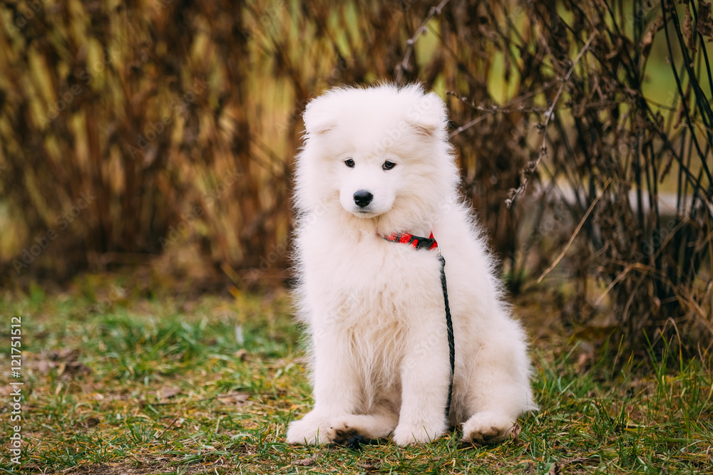 White Samoyed Puppy Dog Outdoor in Park