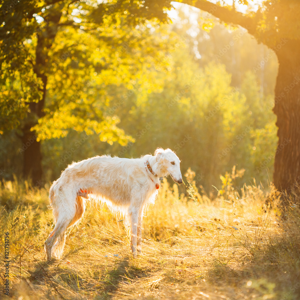 White Russian Dog, Borzoi, Hunting Dog In Summer Sunset Sunrise White Russian Dog, Borzoi, Hunting Dog In Summer Sunset Sunrise