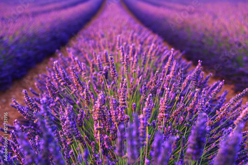Fototapeta Naklejka Na Ścianę i Meble -  Lavender rows