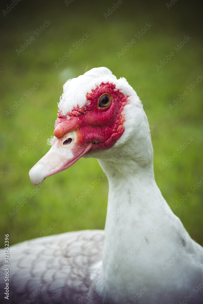 Portrait of Muscovy Duck Portrait of Muscovy Duck