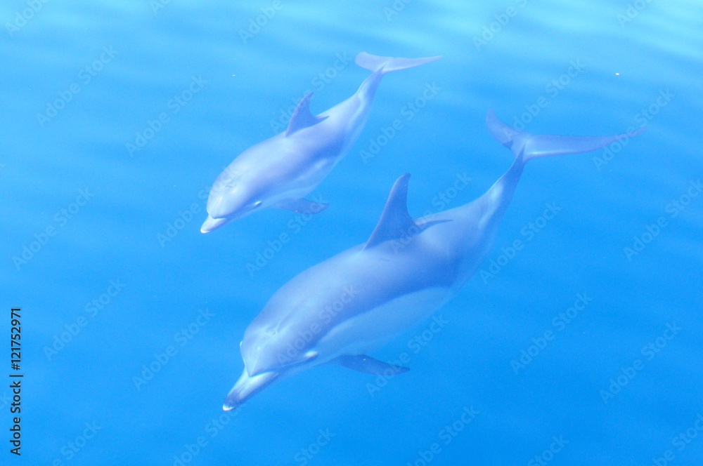 Common dolphin with calf