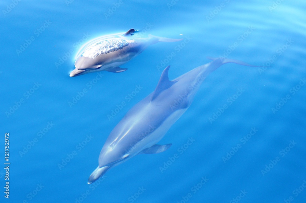 Naklejka premium Common dolphin with young