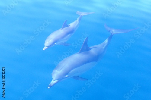 Common dolphin with calf © Brad